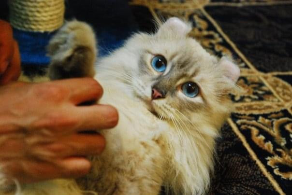 Oey’s blue eyes; inspiration for the Cool Kitty Series.